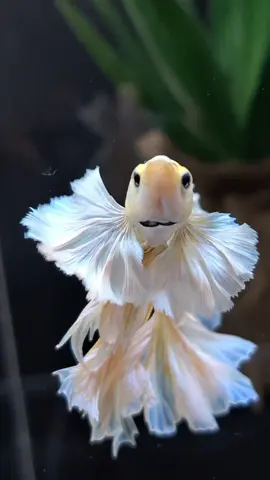 Morning betta lovers ☕️ the beauty of betta fish.. ❤️ get your dream betta now only at Zain Betta 👌 Click the link in profile bio for more info👆 #betta #bettafish #bettatok #bettabeauty #bettalover #ikancupang #cupang #cupanghias #bettasplendens #bettausa #bettauk #bettaindonesia #bettaworld 