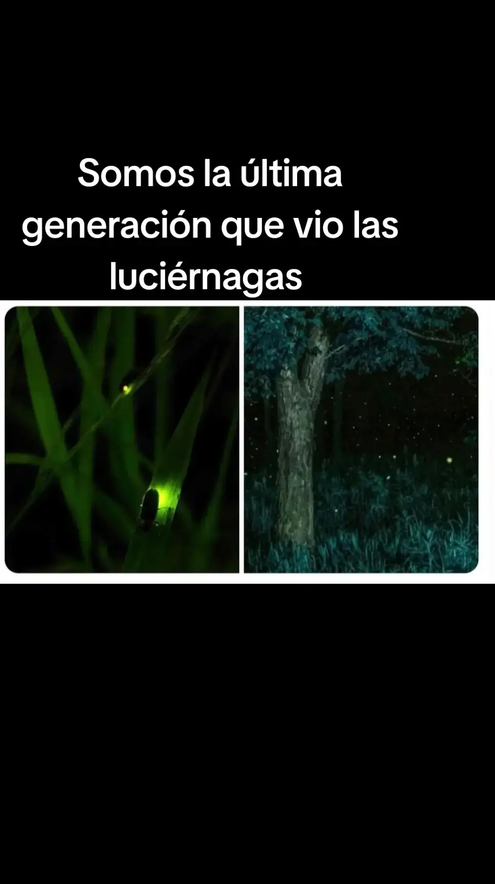 Luciérnagas 