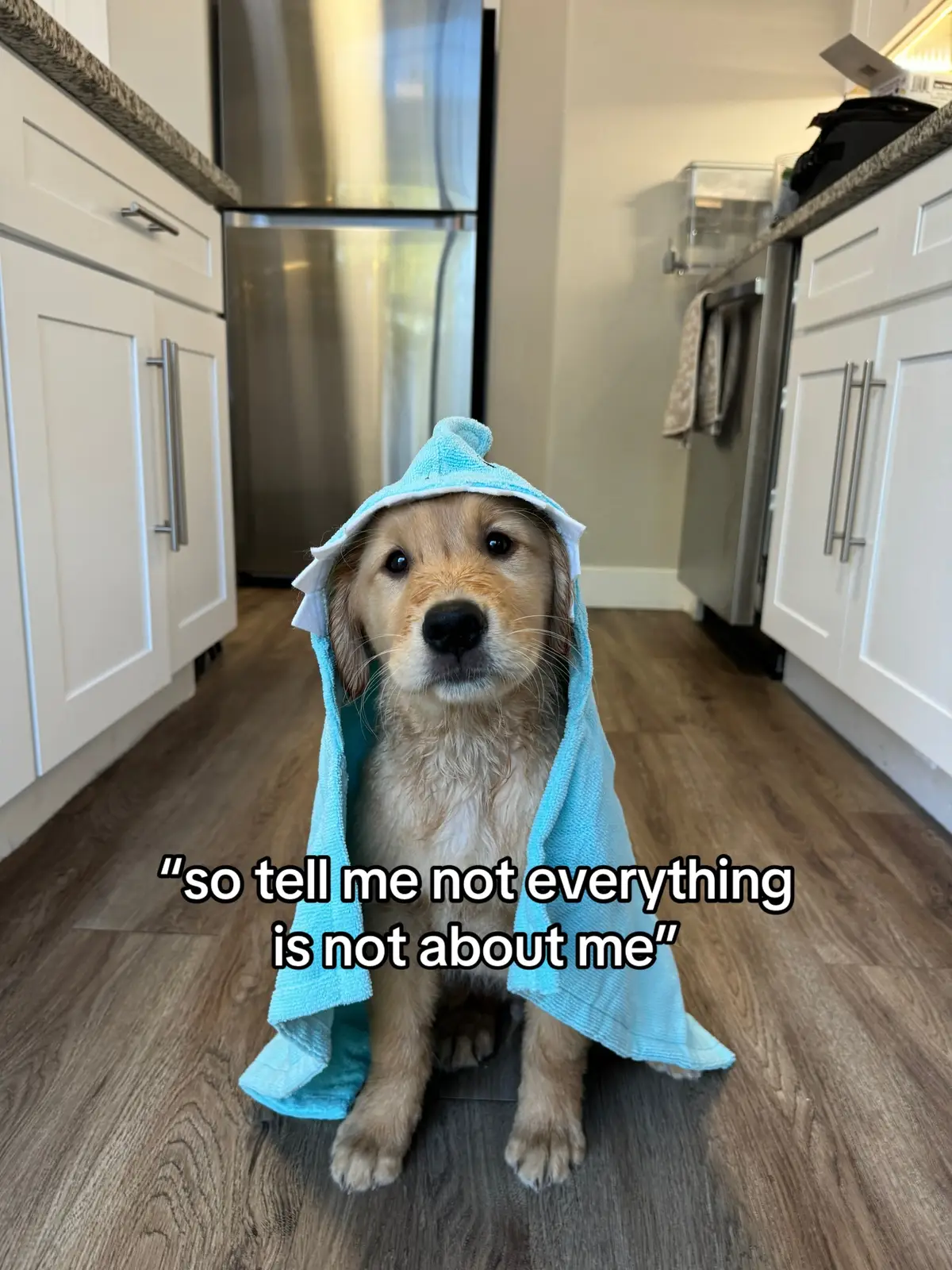 #puppy #funnypuppy #goldenretriever #cutepuppy #puppylove 
