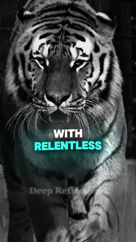 Make the moment perfect. Best Motivational Quote. Lions Mindset. #lion #motivation #motivationalquotes #motivationalvideosforyou #listentothis #motivationaltiktok #motivationalclip #deepreflections #listentothiseveryday #mtivationalvideo #motivateme #animalmotivation #lionmotivation 