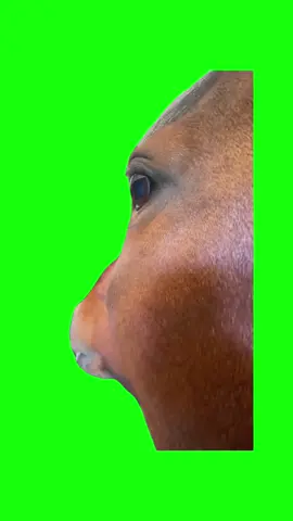 Horse Side Eye | Green Screen. Original video by @Maya #sideeye #horse #horses #bombasticsideeye #meme #memes #viral #fyp 