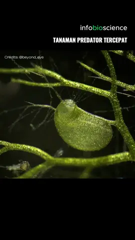 Bladderwort, tanaman predator dengan gerakan tercepat #infobioscience #tanaman #plants