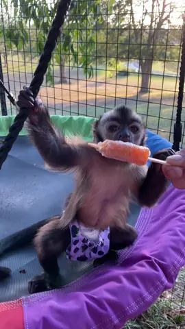 Popscicles are SUS #monkey #fypシ #fyp #Summer #lilyrose #capuchin #whyisitspicy #sus 