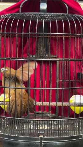 Cái đuôi rách này vào mẫu bác nào ạ🥰#xuhuong #Baokhanh #chimhoamihot #chimhoami #phongcanh #chimhoami 