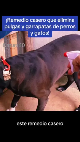 ¡Remedio casero que elimina pulgas y garrapatas de perros y gatos!