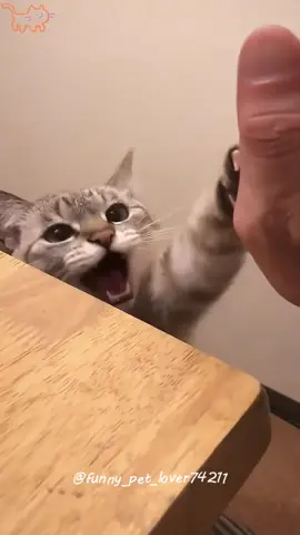 Funny car 🤣🤣🐱 #funnycats #funnyanimals #petvideos #cat #catsoftiktok #fyp #usa #longervideos #cats #kitten #kittens #kittensoftiktok #fypage #fypシ゚viral #fypdong #fypsounds 