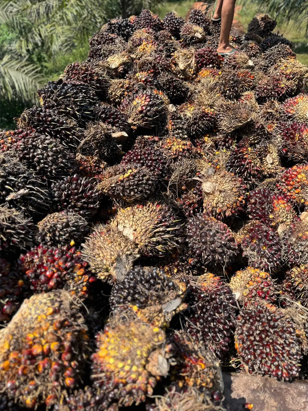 (Enak ya jadi kamu) kepala datok kau 🤏🏻 #sawitontiktok #petani #sawitindonesia 