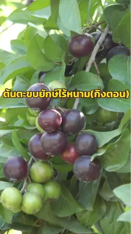 🍀#ต้นตะขบยักษ์ไร้หนามกิ่งตอน🍀 มาเเล้วค่ะ ต้นพันธุ์สูง90เซนถึง1เมตร บางต้นเริ่มออกผลเเล้ว ต้นเป็นทรงพุ่มสวยๆ เเข็งเเรงพร้อมปลูก ต้นตะขบยักษ์ไร้หนามเป็นสายพันธุ์ที่นำเข้าจากเวียดนาม  ลักษณะพิเศษคือ ลำต้นหรือกิ่งก้านไม่มีหนามเลย ผลมีขนาดใหญ่มีรสชาติหวาน 1ปีออกผล2ครั้ง  ✅รับประกันสายพันธุ์เเท้ ✅ปลูกง่ายโตไวปลูกได้ทุกพื้นที่ของไทย ✅เก็บเงินปลายทางได้ #ตะขบ #ตะขบยักษ์ไร้หนาม #ผลไม้ #ผลไม้ป่า #tiktok #ต้นไม้ #ปลูกต้นไม้ #พันธุ์ไม้สวนโชติมณี #เกษตรกร #เกษตรผสมผสาน 