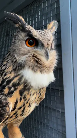 Whos a beautiful boy??? CODEY IS!!! Love our daily cuddles and head scratch #headscratches #scratch #bonding #imsexyandiknowit #eartufts #animalears #eeo  #codey  #codeytheeagleowl #eagleowl #フクロウ #eagleowls #owls  #iloveowls #owllover #owlstagram_feature  #owlstagram #owlyouneedislove  #owlstuff #owllove #owlobsession #owlart #owleyes #owlsome #owladdict  #owlobsession  #owlobsessed #justagirlwithherowl #falconry