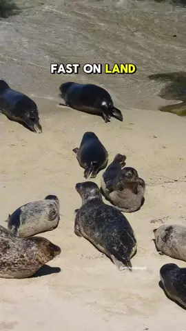 Seal stampede! #seal 