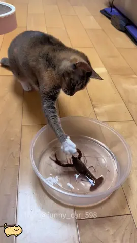 Unlucky cat🤣🤣🤣😁😁😁 #cat#cats#cutecat#catlover#catsoftiktok#fyp#foryou#foryoupage#funny#funnycat#funnyvideos#funnytiktok#funnyanimals#kitty