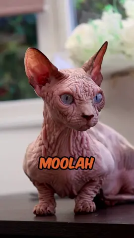 Meet moolah  The Bambino Cat aka the bully cat! With his wrinkly skin and short, sturdy legs 🐾 Bullbino/bully cat 🧬 pink  🏠Owner @exoticsessex_  If you’re interested in content like this & collaborating with us  Drop us a DM @pawpointuk ➖ ➖ ➖ #sphnix #sphynixcat #munchkincat #BambinoCat #Sphynx #Munchkin 