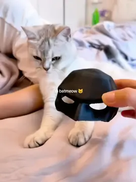 #batman #catman #batmancat #catmask #cat 