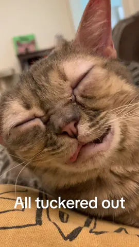 So many new smells for Gumbus 🥰 #fyp #fypシ゚viral #kittensoftiktok #cat #catsoftiktok #Gumbus #fypage #rescuecat #rescuekitten #catsurgery 