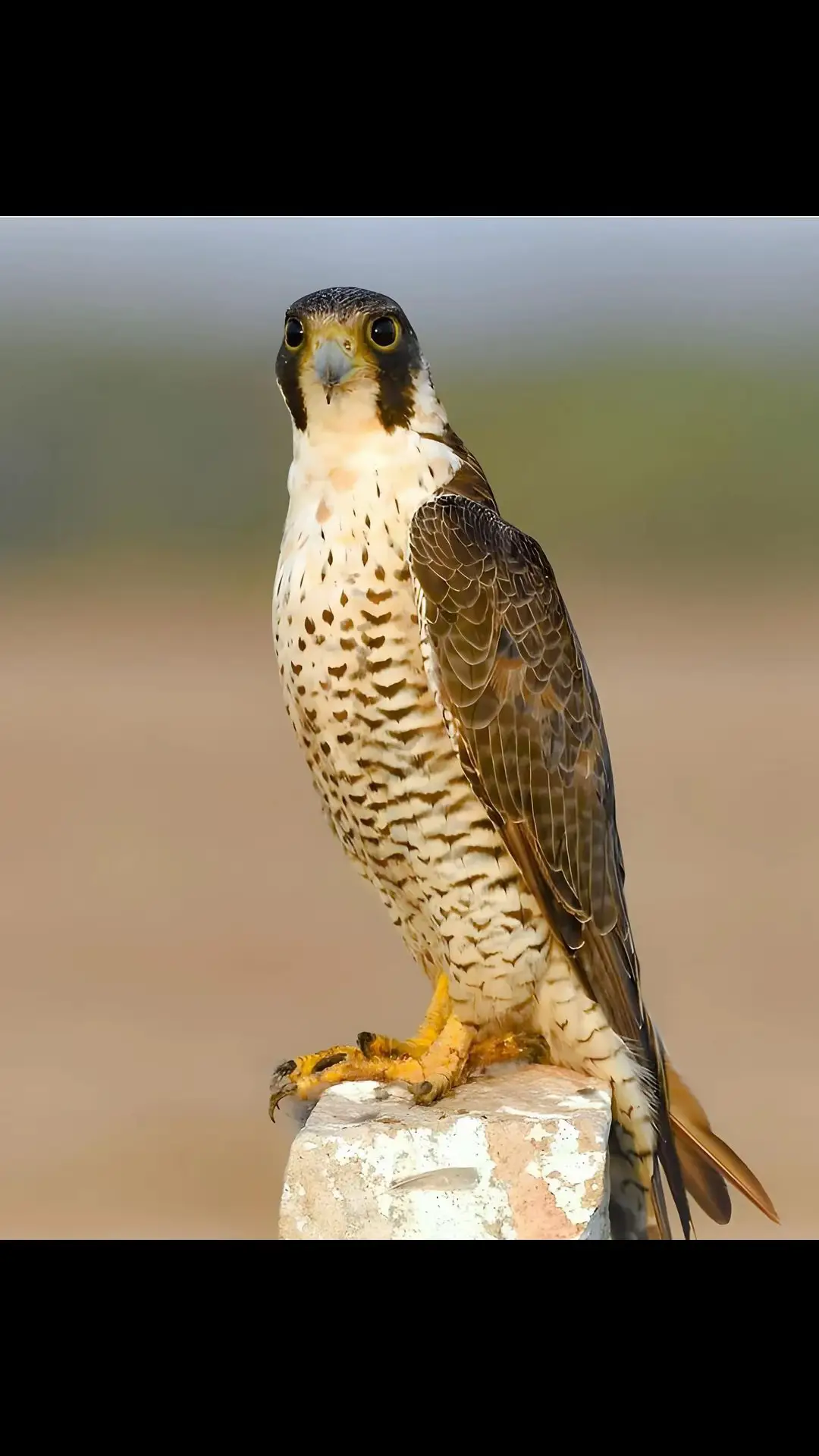 مساء_الخير#  - - - #الامارات #الكويت #البحرين#الكويتي #السعودية #قطر #صقاقير #صقاره #صقور #مقناص #مكشات #هدد #صيد#کراوین #حباري #فري #جير #حر#بيور#جير تبع #جير_شاهين #شواهين #شياهين #قرانيس #قرناس #الخليج #الخليج_العربي #reels #instagram #reelsinstagram #instagood #reel #شاهين_وحش #جير_شاهين #تلقيف_شاهين_وحش #وحش #مقناص #مقناص #مقانيص 