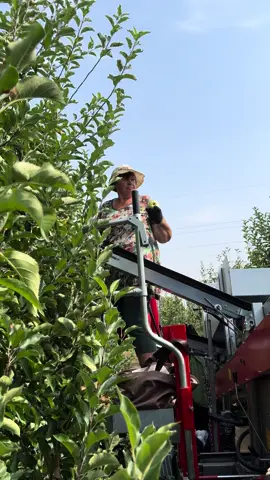 Сбор яблок при помощи комбайна 