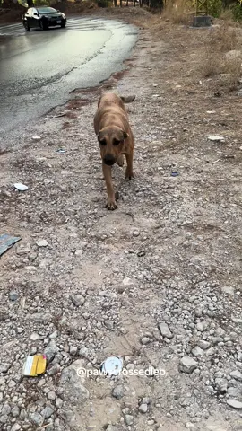 The best part of my day❤️ Her excitement put a smile on my face every time without fail❤️ Her owner barely feeds her or take cares of her, so i made it my mission to help her, now she has a big bruise on her face & we will need to get her checked. I am thankful everyday that i get to do what I do❤️ #dog #adoptdontshop #fyp #stray #straydog #explore #food #Love #dogvideos 