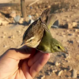 😍😍 #اكسبلور #قصرالجدي #طبرق_ليبيا #دخل #صيد #شحيم 