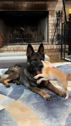 Raposinha fennec. #fennec #pets #fofo #curiosidades 