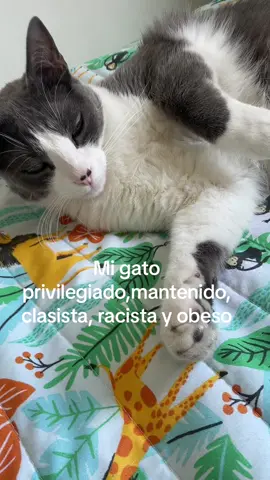 #parati #fyp #gato 🫣