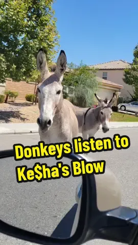 And @Kesha stays iconic  #kesha #funny #animal #fyp 