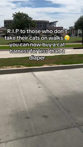 Cats need outside #catsoftiktok #cats #catslovers #PetsOfTikTok #kittensoftiktok 