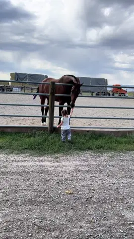 They weren’t in their stalls so Mayzee had to go looking for them to give treats 🥕 #fyp #viral #horse #toddlerlife #countrygirl #barnlifeisthebestlife #horsesontiktok #barnlife #horsesoftiktok #toddlersoftiktok #horsesoftiktok 