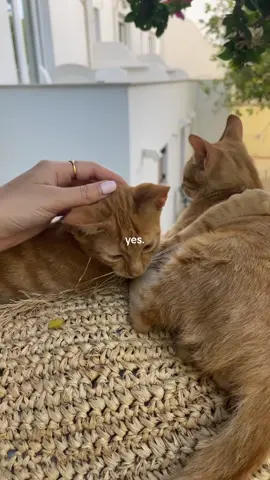 we 🫶🏼 greece #europe #travel #europesummer #greekislands #santorini #santoriniisland #santorinigreece #ammoudibay 