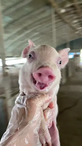 You look so happy#piggy #relaxingvideos #satisfyingvideo #piggypiggy #pig #piggyspa #funny #pigbath #fypage #funnyvideos #interesting #relax #pigs #pov #relaxing 