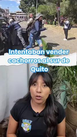 Operativos para controlar la venta de mascotas en Quito la multa por venderlos podria ser de hasta $4,600 #perros #doglovers #dog #doglovers #quito #famidog #fyp 