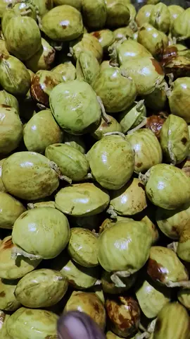 Jengkol lagi jengkol lagi😄😂#jengkoltua #jengkol #promoguncang99 