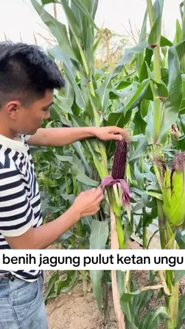 rekomendasi benih jagung pulut ketan ungu #fypシ゚viral #benih #bibit #tanaman #petanimuda #petaniindonesia🇮🇩🇮🇩🇮🇩🌿🌿 #biji #sayuran #jagung 
