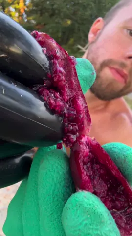 There are around 100 different varieties of prickly pear cactus! It is native to North and South America, and now cultivated all over the world. They are bred to have less thorns and sown as cattle fodder in desert regions. Prickly pear are selectively bred to have less seeds and larger fruits to improve eating quality. Eating many of the seeds is believed to cause constipation! #fruit #eatingasmr #fruity #freedom #nature #beautifulwords #food  #foraging #cactus #cacti #Mexico #southamerica #northamerica #pricklypear #drought #fruit #survival #gardening #crop #farming #farm #edibleplants #nopales #plantsoftiktok #foragingforfood 