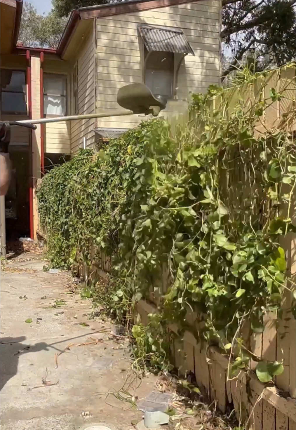 This may ipset some people but it had to be done! #plants #asmr #satisfying #cleaning 