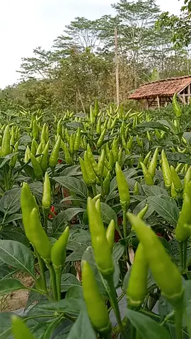 #cabe rawit hijau @sobat tani