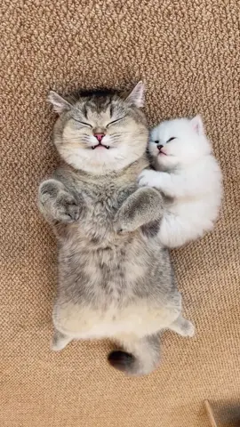 Kitten meow meow❤️😻 #cat#kitten#funny#viralvideo  #pets#cute