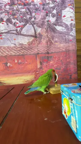Parrot performance#parrotsoftiktok #parrot