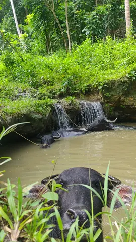 🐃🐃🐃#lifeisbeautiful #lovenature #viral #viralvideo #green #beautifulview #relaxing #fypシ #fyp #views #nature #beautiful #carabao #falls #enjoy #swimming 
