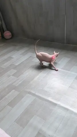 #cats #catlover #cutecat #catmom #kitten #meow #kitty #catoftiktok #catplaying #viral #foryou 