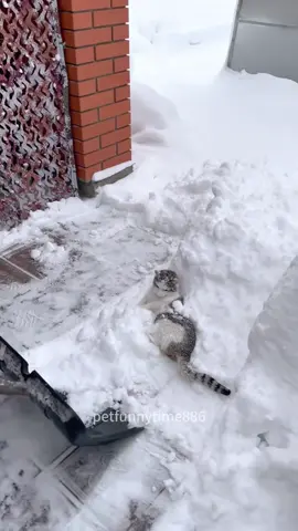 Cat sees snow for the first time🤣😻#funny #foryou #cat #fpy #funnycat #funnyanimals #funnyvideos #catlover 