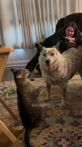 Cat vs dog😅😅#foryou #funny #cute #funnyvideos #cat #dog #tiktok 