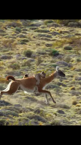 #amazinganimalsworld #wildlife #tiktok #recommendedforyou 