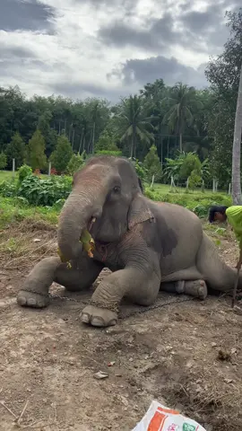 ฮ้อนๆนอนเเฉ็งใข่มันควินนน🤣🤣#สีดอสมโชค💚 #ไม่ว่างช้างดุ🐘 