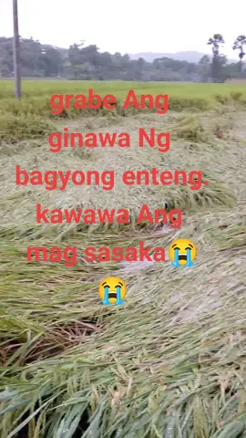 #Bagyong #Enteng grbe Ang gnwa mosa MGA tanim na Palay ..halos dapang dapa na .yong iba anihin na sana KASI nasira mopa😭