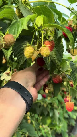 Начались массовые сборы по малине 😉