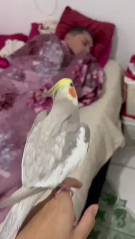 Despertador eficiente ❤️🦜 Imitando o toque do despertador ❤️ Toque iphone ❤️😂🦜⏰ #calopsitas_mansa #ariel_calopsit #calopsitasnotiktok #calopsitabrasil #calopsitaporamor #calopsitafalando #calopsitafalando #passaro #calopsita #animalestiktok #familiaaddams #despertador #apple #iphone13 