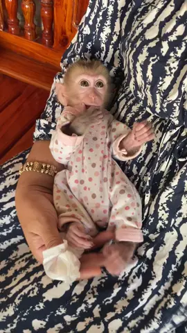 Baby monkey Dorn #cuteanimal #babymonkey #monkey 