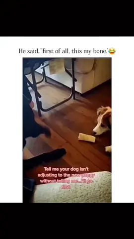 Funny and cute dogs compilation #funnydog #funnypet #cutedog #dogsoftiktok #doglover #dog 