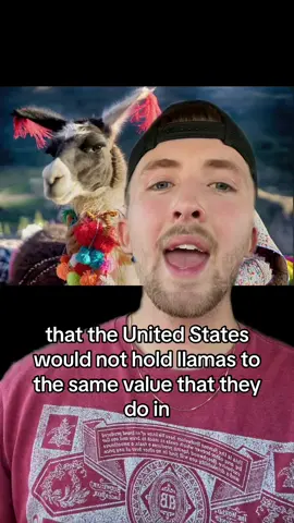 Llamas are kind of a new thing in the United States 🤯#greenscreen ##animal##livestock##llama##usa##farmer##themoreyouknow##interesting##cool