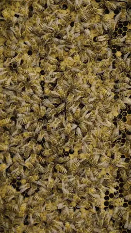 The “purr” of bees 🐝 I met Naomie, founder of La Ruchette, a beekeeping company based in Quebec. She introduced me to her job, showing me her hives and sharing a series of anecdotes. La Ruchette offers the equipment needed for beekeeping, as well as training courses to help amateur beekeepers become self-sufficient. La Ruchette also specializes in queen rearing. During my visit, I recorded low-pitched sounds similar to purring. They range between 150 and 550 Hz on the spectrogram.  I read that this purring could be considered a form of communication between the bees regarding the general state of the hive. If anyone has any thoughts or additional information on this, I would appreciate hearing from you. La Ruchette website: https://laruchette.ca/ #aesthetic #science #sound #pourtoi #fyp 